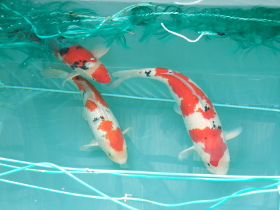 2009�N�@�吳�O�F�̐e��
